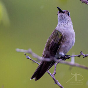 Spot-throated Hummingbird-peru