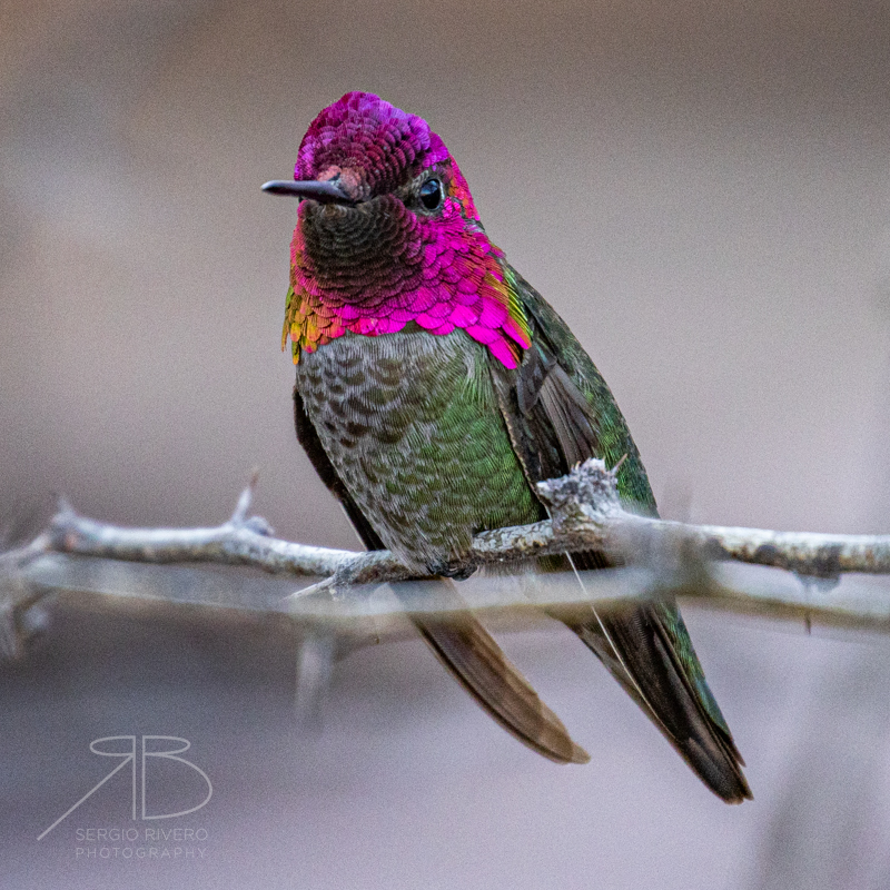 24. Anna's Hummingbird